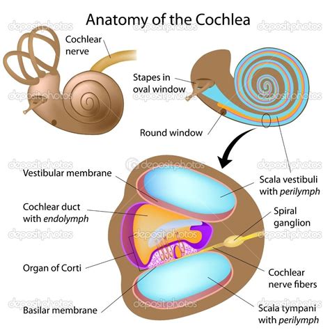 Structure Of The Cochlea Diagram Inner Ear Problems