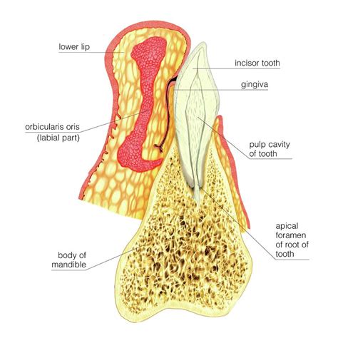 Structure Of The Incisor Tooth
