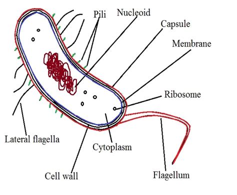structure of vibrio cholerae