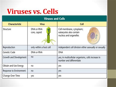 Structure Of Virus Vs Cell