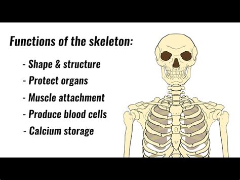 Structure Support Function