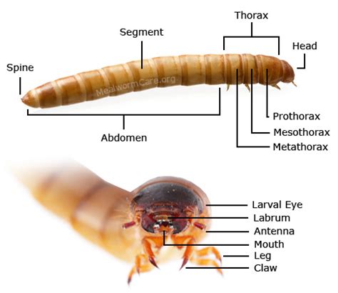 Structures Of A Mealworm