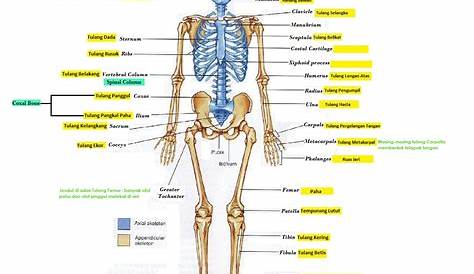 Jenis-jenis Tulang Badan Manusia