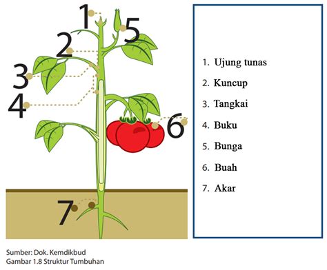 struktur dan fungsi bagian tumbuhan