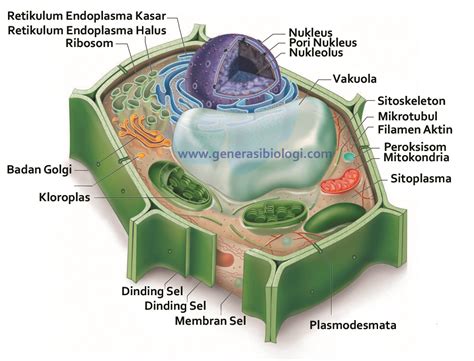 Struktur sel yang dipelajari dalam sitologi