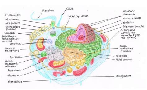 Struktur sel yang dipelajari dalam sitologi