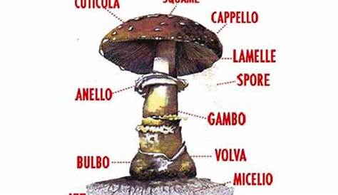 I funghi in generale. Alimentipedia. | Alimentipedia.it