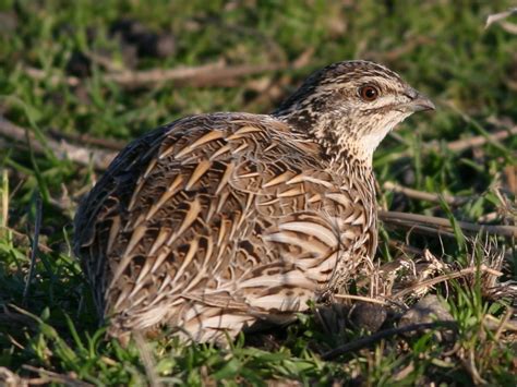 stubble quail