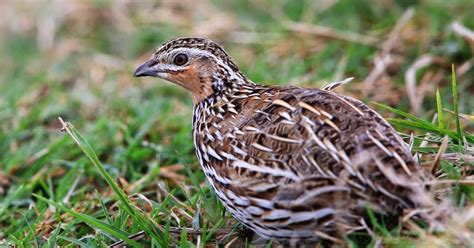 stubble quail for sale