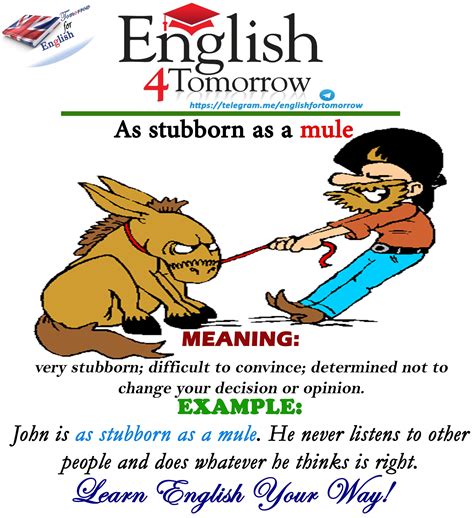 stubborn mule meaning