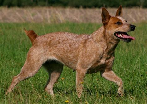 stubby dog tail