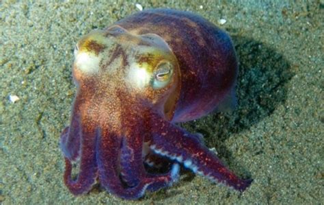 stubby squid facts