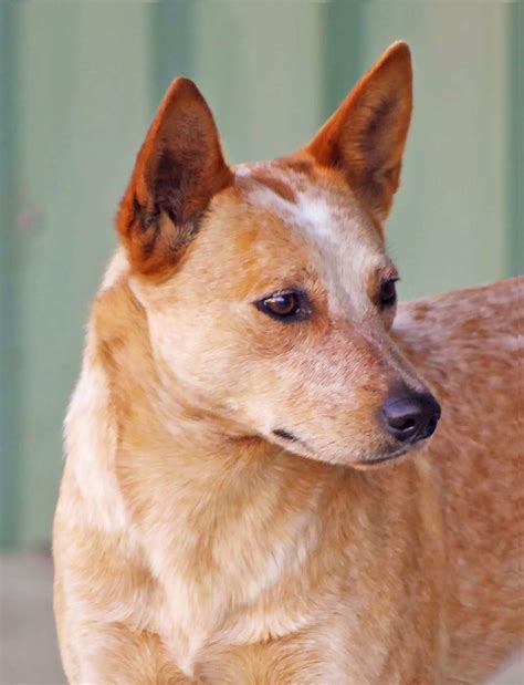 stubby tailed australian cattle dog