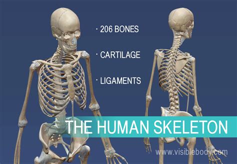 study of anatomy structure and function of bones
