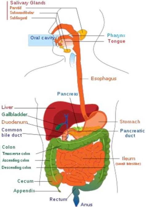 study of digestive system is called