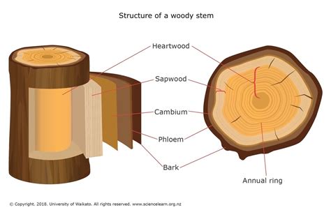 study of woody plants is called