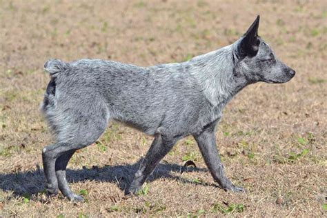 stumpy tail dog