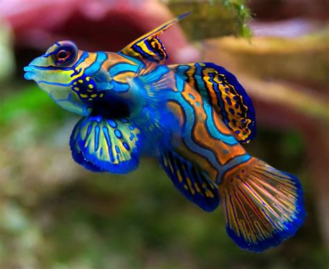 Stunning Fish