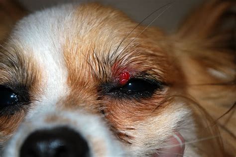 My dog has a little stye or cyst in his upper eyelid. I felt it and it