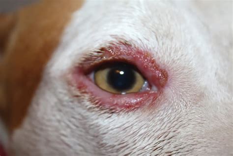 stye on eyelid dog