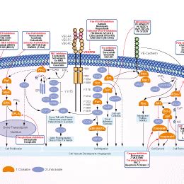 su5416 vegfr2 inhibitor