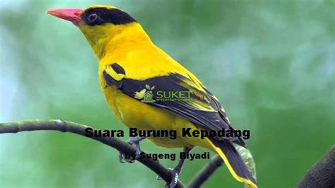 suara burung