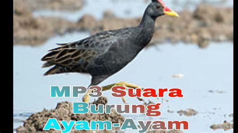 suara burung ayam ayam