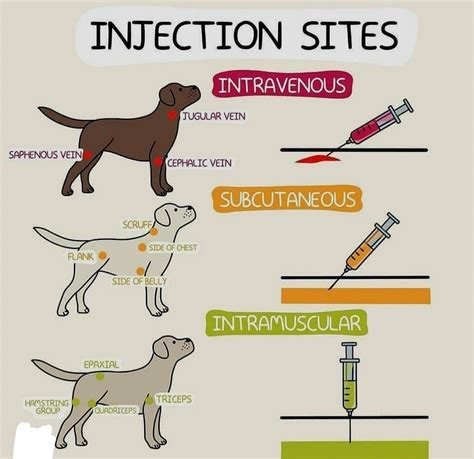 subcutaneous injection sites for dogs