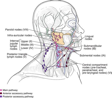 Submandibular Lymph Node Swelling: Causes, Symptoms, and Treatment Options