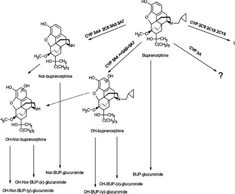 Suboxone Metabolism