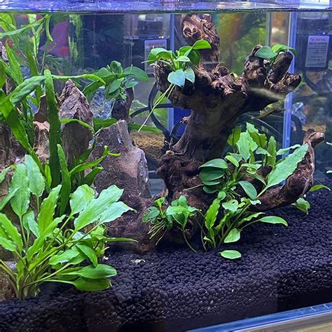 Substrate Bacteria Planted Aquarium