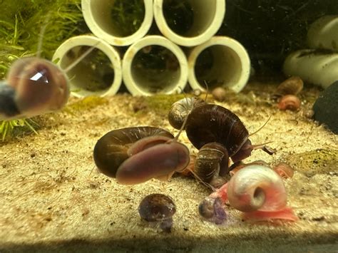 Substrate For Aquarium Snails