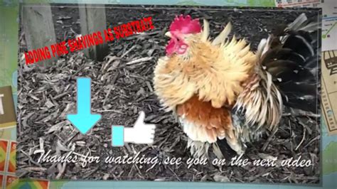 Substrate For Chicken Yard