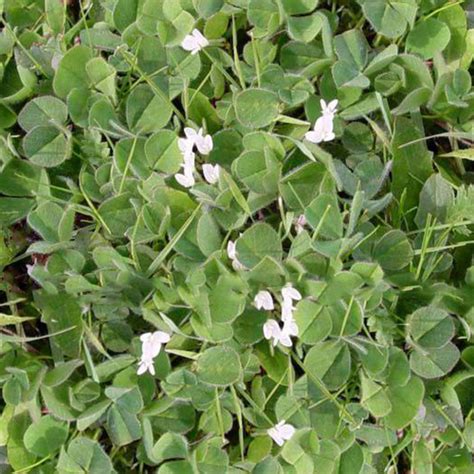 subterranean clover seed for sale