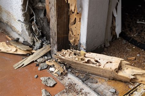 subterranean termite damage repair