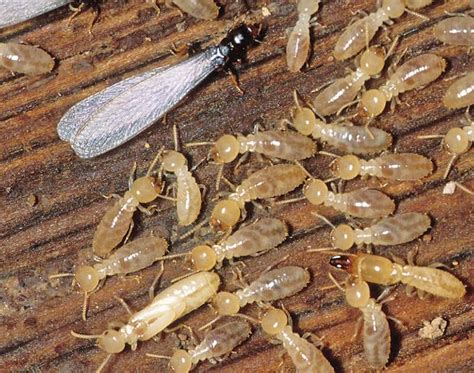 subterranean termites arizona