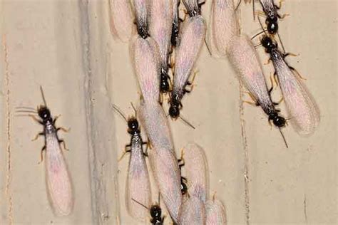 subterranean termites southern california