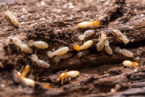 subterranean termites vs dampwood termites