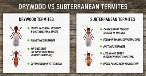 subterranean termites vs drywood termites