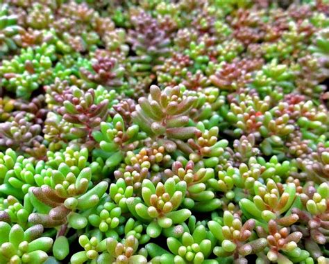 All About Succulent Ground Cover The Succulent Eclectic in 2021