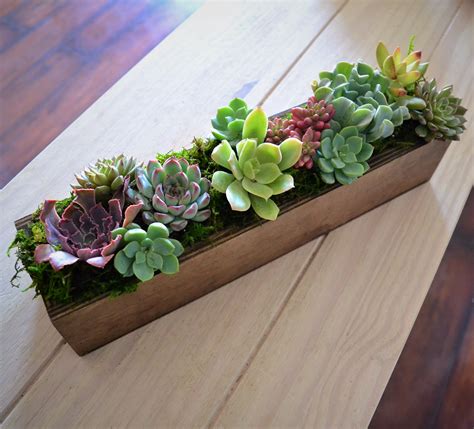 Reclaimed wood succulent planter box threesie