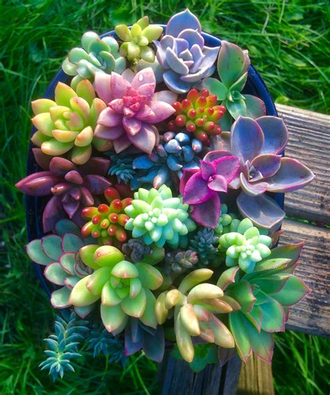 The Rise of The Succulent Plants Engledow Group