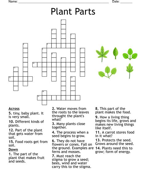 Succulent Flowering Plants Crossword Cactus Flower Crossword Clue