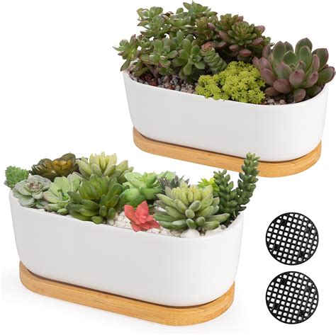 succulent containers amazon