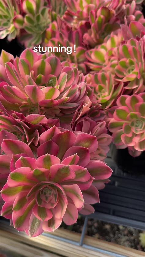 Succulent Tiktok