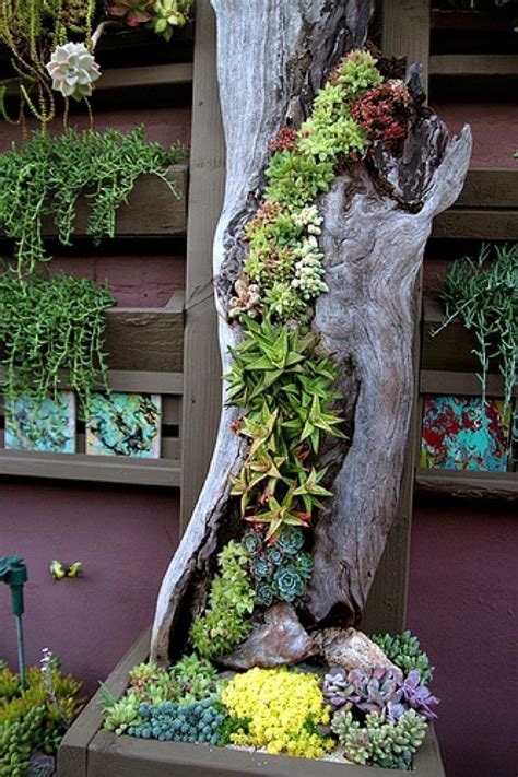 Succulent Tree Outdoor