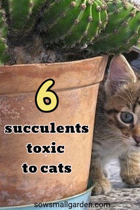 6 Succulents Toxic to Cats • Sow Small Garden in 2021 Toxic plants