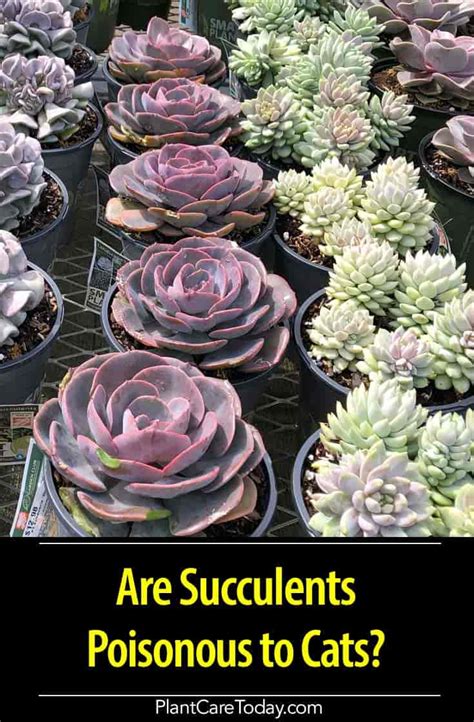 6 Succulents Toxic to Cats • Sow Small Garden in 2021 Toxic plants