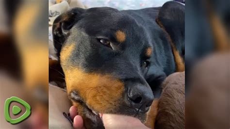 Unusual Dog Tricks: Exploring Surprising Canine Behaviors