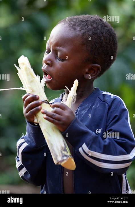 Sugar Cane Chewing